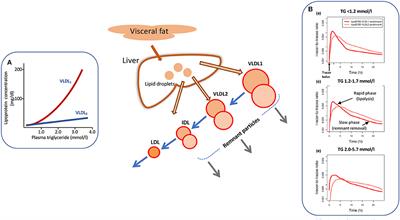 Causes and Consequences of Hypertriglyceridemia